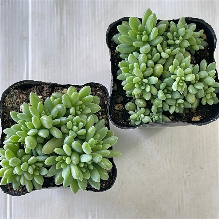 日本花キ流通 多肉植物 seセダム ばらまきピンクベリー セダム 日本花キ流通 多肉植物 seセダム ばらまきピンクベリー セダム