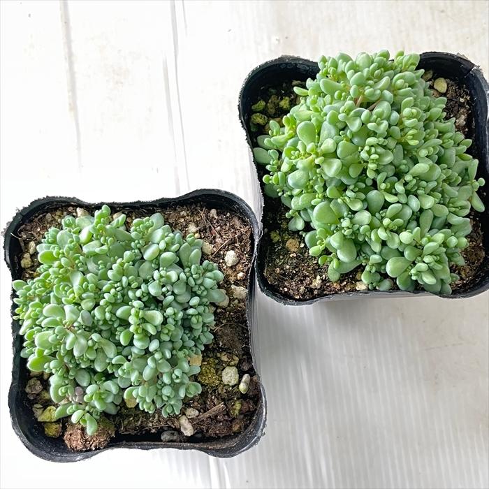 パープルヘイズ 20ポット苗 多肉植物 セダム