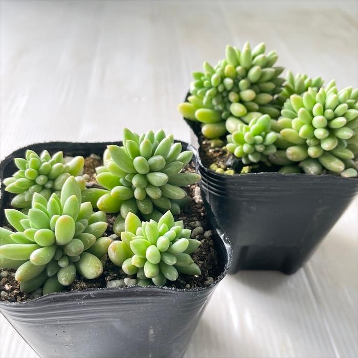 21春の新作 多肉植物 Seセダム ピンクベリー セダム 9cmポット Wantannas Go Id