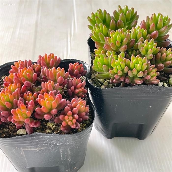 日本花キ流通 多肉植物 seセダム 虹の玉 多肉植物 セダム 9cmポット