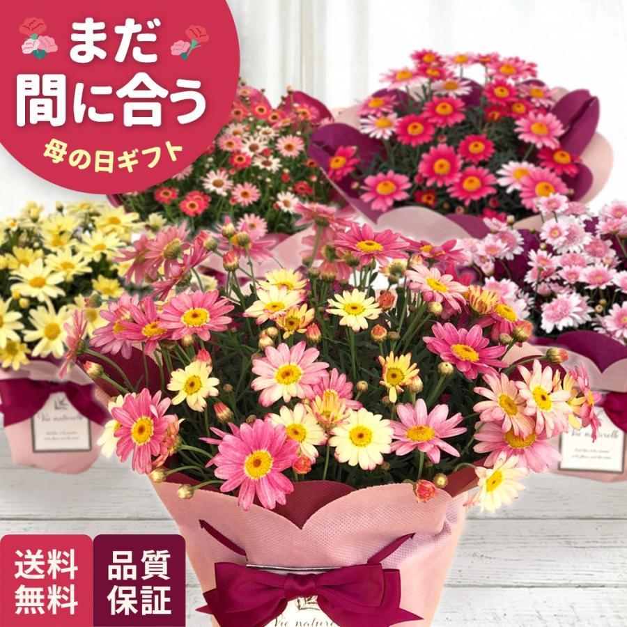 母の日 ギフト 花 選べる マーガレット 5色 5号鉢 送料無料 母の日 プレゼント 鉢植え best 日本花キ流通（Yahoo!・フラワーネット日本花キ流通）