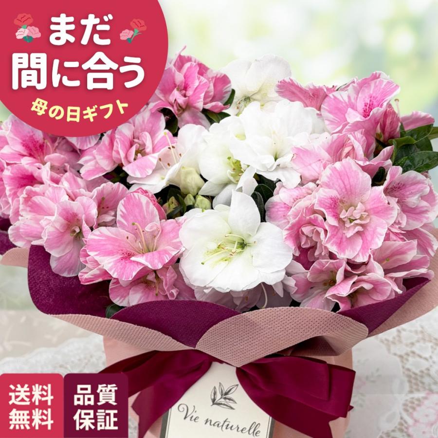 母の日 ギフト 花 ツツジ ピクシー 5号鉢 送料無料 母の日 プレゼント 鉢植え best 日本花キ流通（Yahoo!・フラワーネット日本花キ流通）