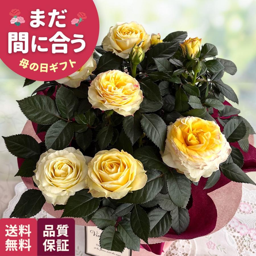 母の日 ギフト 花 ミニバラ サンスターコルダーナ 5号鉢 送料無料 母の日 プレゼント 鉢植え バラ 日本花キ流通（Yahoo!・フラワーネット日本花キ流通）