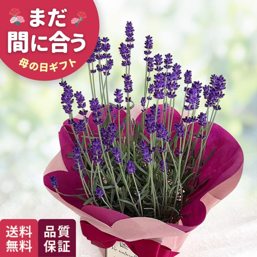 母の日 ギフト 花 ラベンダー 5号鉢 送料無料 母の日 プレゼント 鉢植え best 日本花キ流通（Yahoo!・フラワーネット日本花キ流通）