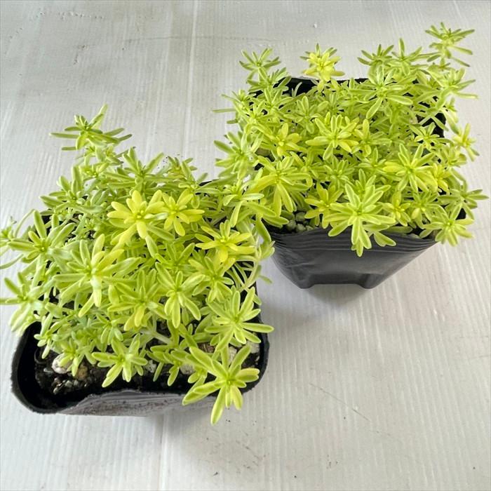 多肉植物 seセダム アクレ アウレウム エレガンス 9cmポット 多肉植物