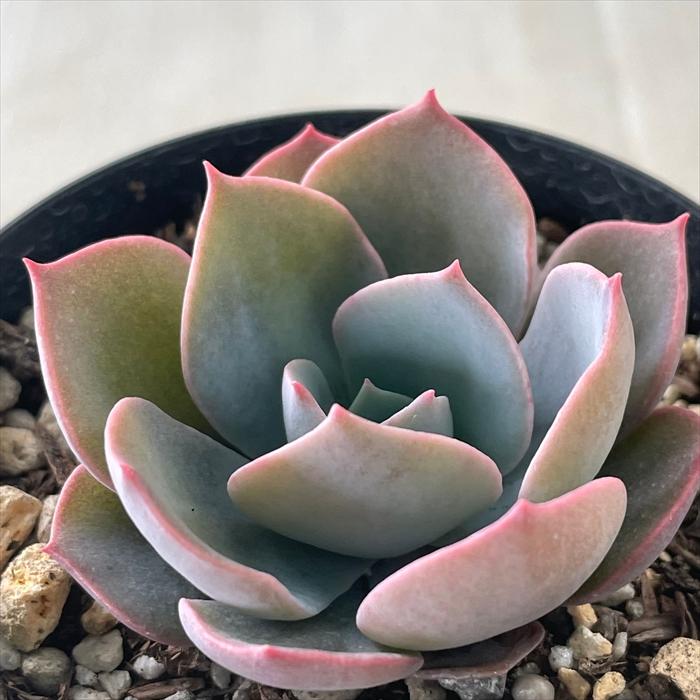 日本花キ流通 多肉植物 skエケベリア アルハンブラ 多肉植物