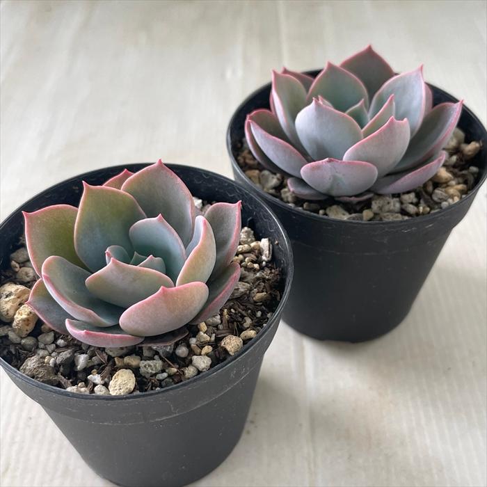 日本花キ流通 多肉植物 skエケベリア アルハンブラ 多肉植物