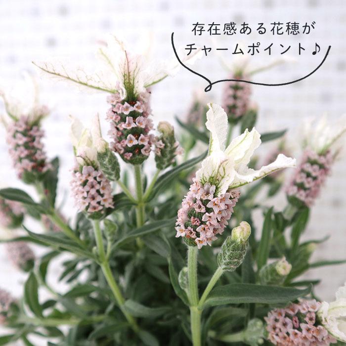 専用　フレンチラベンダー　クレイフラワー 日本花キ流通 フレンチラベンダー クラウン ピンクパール 4号鉢 宿根草