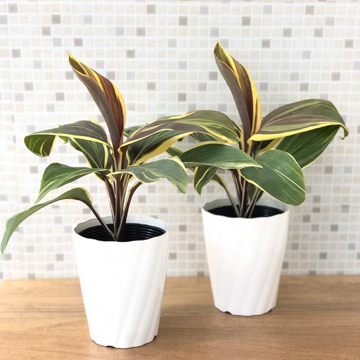 日本花キ流通 観葉植物 コルジリネ チョコレートクイーン 4号鉢 観葉