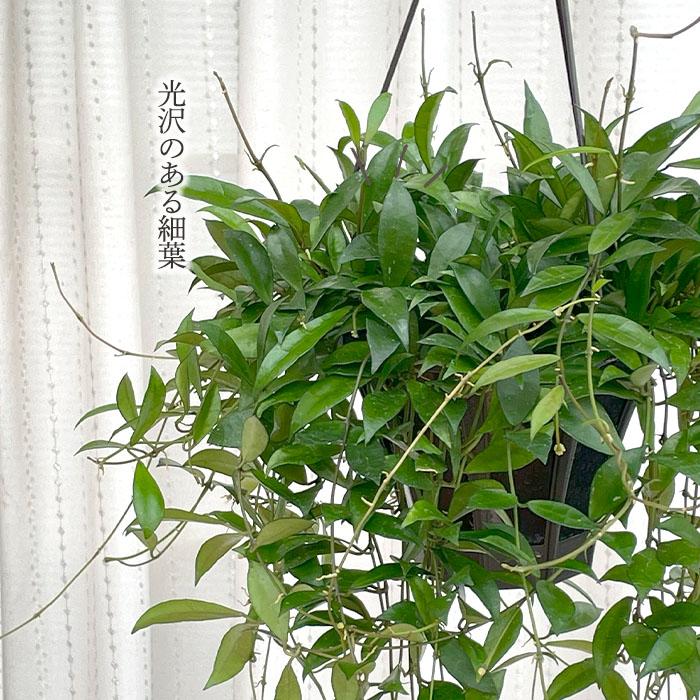 日本花キ流通 予約販売 観葉植物 ホヤ ラクノーサ 5号 吊り鉢 吊り下げ