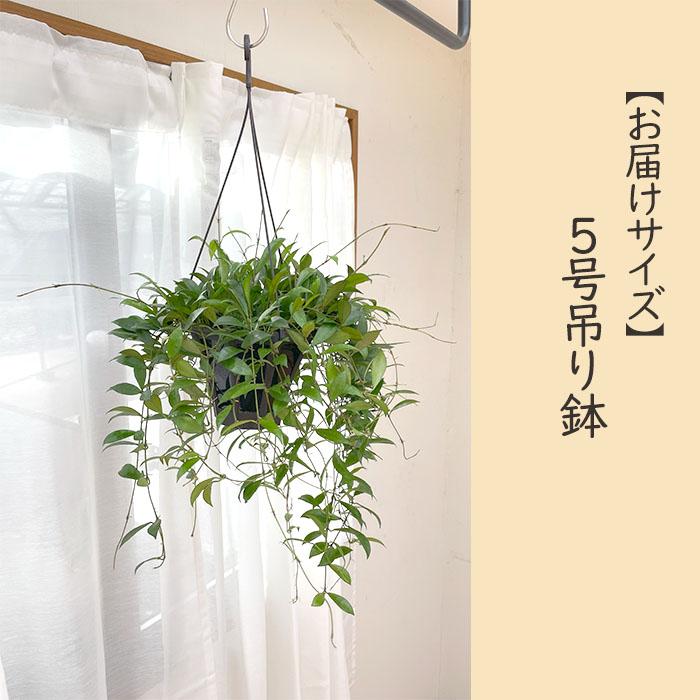 日本花キ流通 予約販売 観葉植物 ホヤ ラクノーサ 5号 吊り鉢 吊り下げ