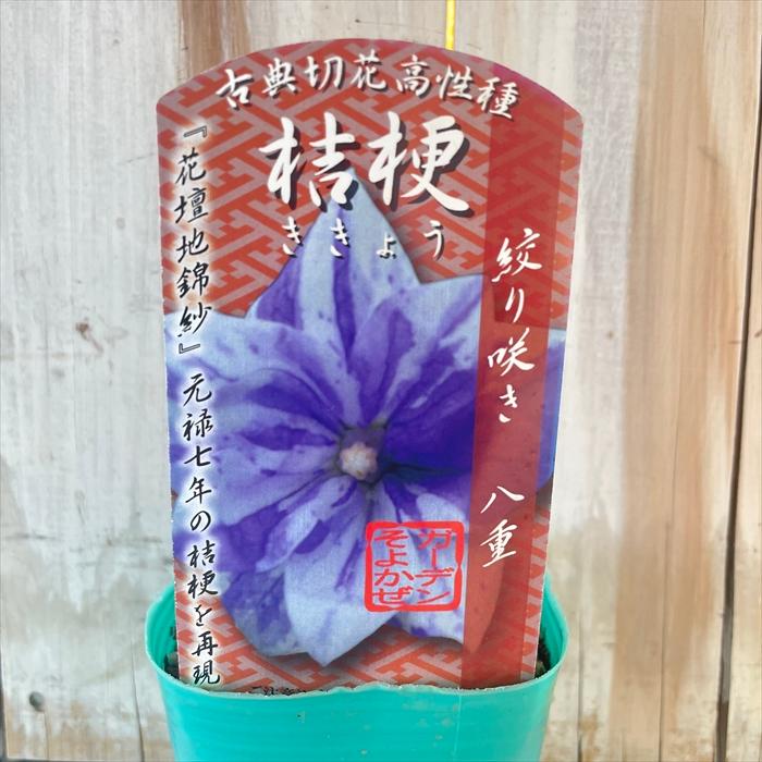 日本花キ流通 予約販売 キキョウ 苗 絞り咲き 八重 9cmポット ガーデン