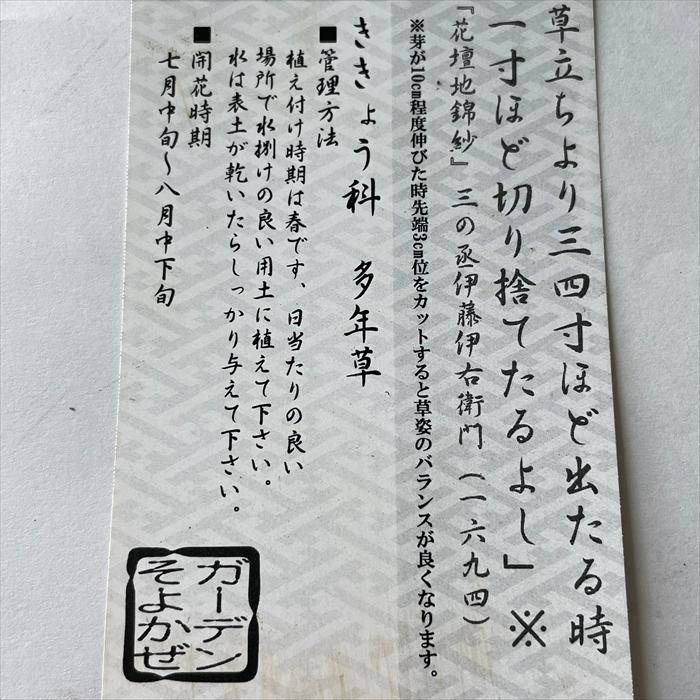 日本花キ流通 予約販売 キキョウ 苗 絞り咲き 八重 9cmポット ガーデン