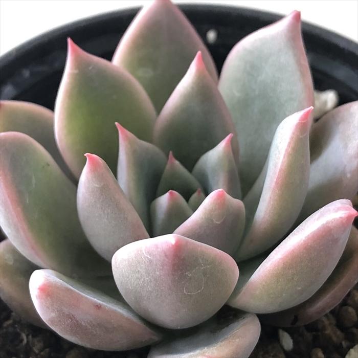 実生 プロリフィカxレッドエボニー 4カット⚠️札は付きません 日本花キ流通 多肉植物 hxエケベリア プロリフィカ×レッドエボニー
