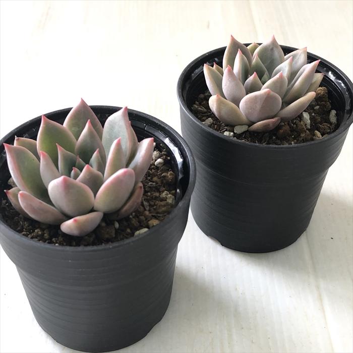 日本花キ流通 多肉植物 hxエケベリア プロリフィカ×レッドエボニー