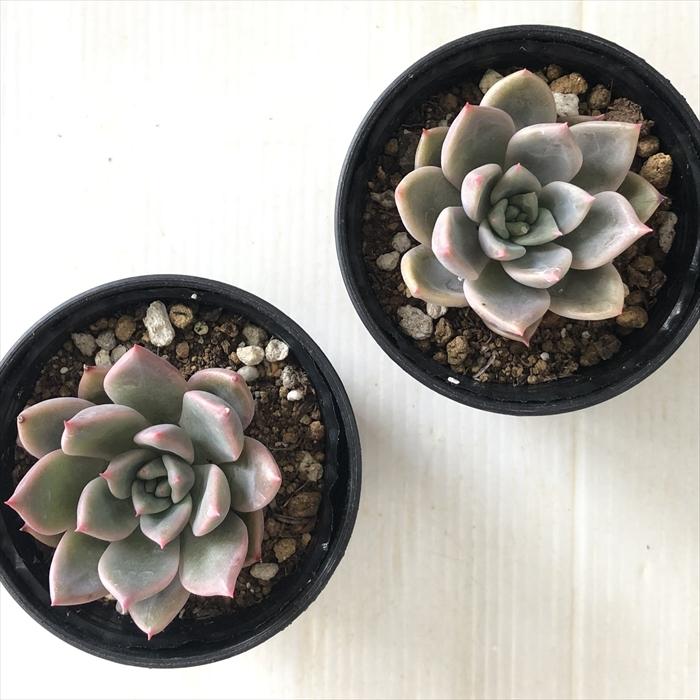 日本花キ流通 多肉植物 hxエケベリア プロリフィカ×レッドエボニー