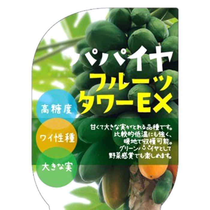 日本花キ流通 予約販売 パパイヤ 苗 フルーツタワーEX 3.5号ポット