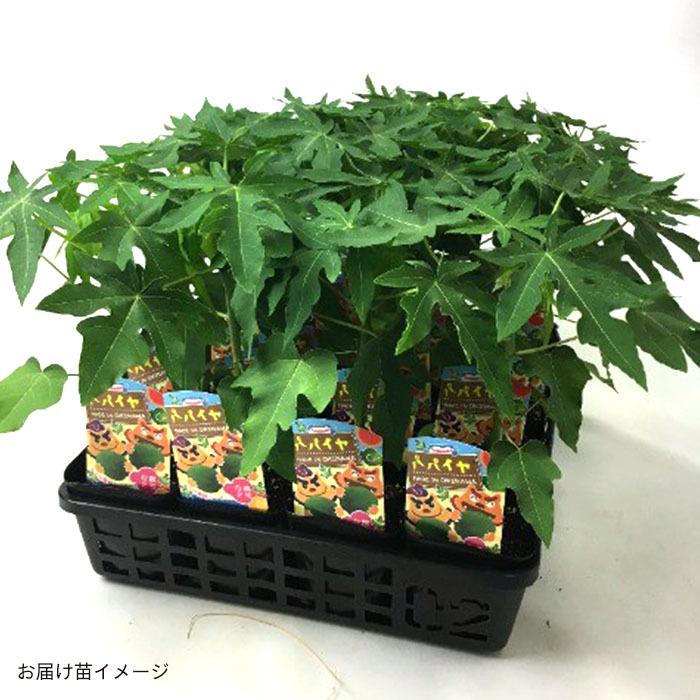 日本花キ流通 予約販売 パパイヤ 苗 フルーツタワーEX 3.5号ポット