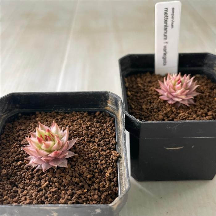 日本花キ流通 多肉植物 caセンペルビウム メッテニー錦 多肉植物