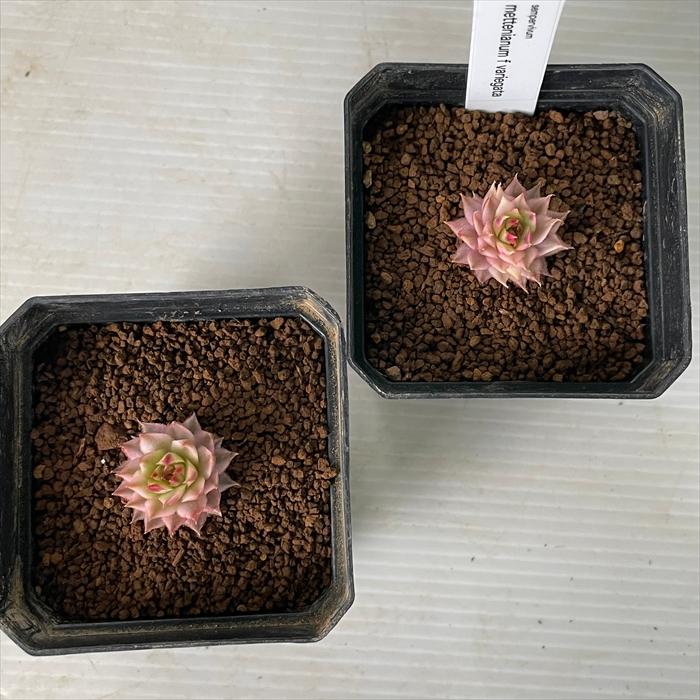 日本花キ流通 多肉植物 caセンペルビウム メッテニー錦 多肉植物