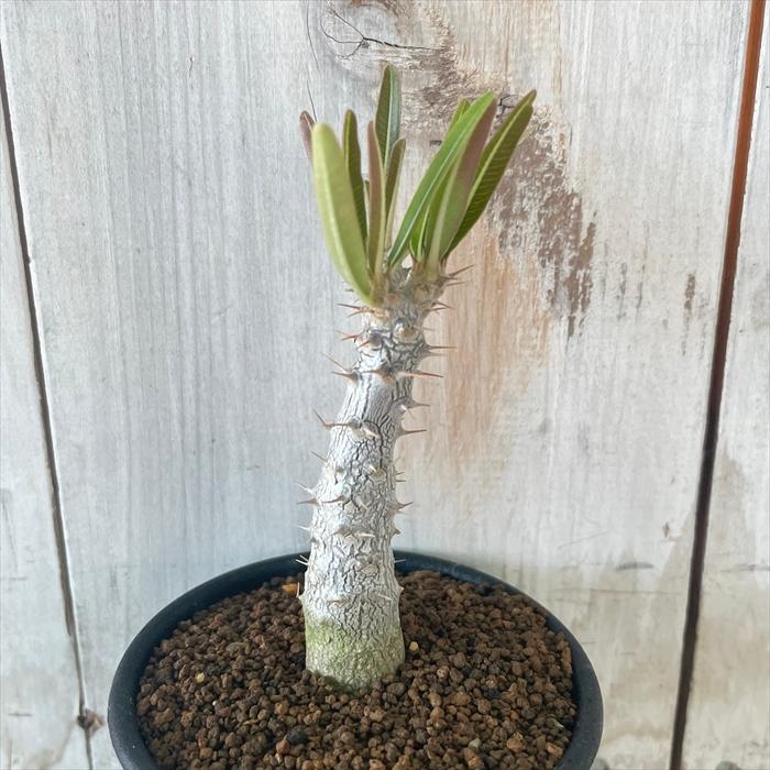 1313円 ワンピなど最旬ア 多肉植物 Caパキポディウム ドラケイ 実生 7 5cmポット コーデックス