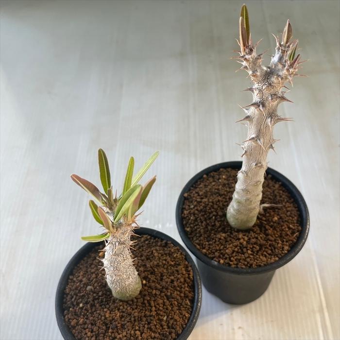 パキポディウム ドラケイ 美形 レア品種 パキポディウム ドラケイ Pachypodium drakei - Special Plants