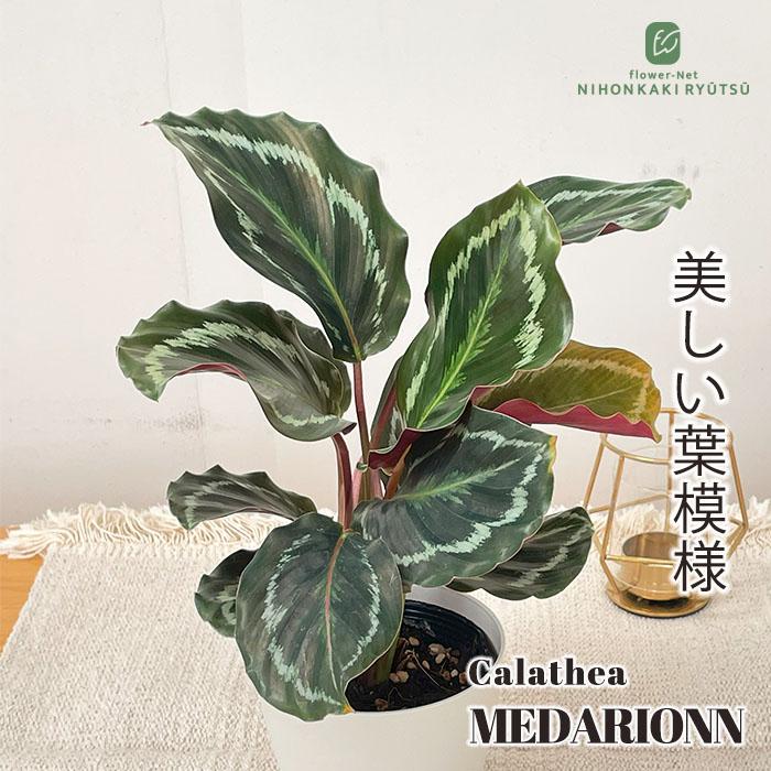 最大59 オフ カラテア メダリオン 観葉植物 4号鉢 インテリア おしゃれ Wantannas Go Id