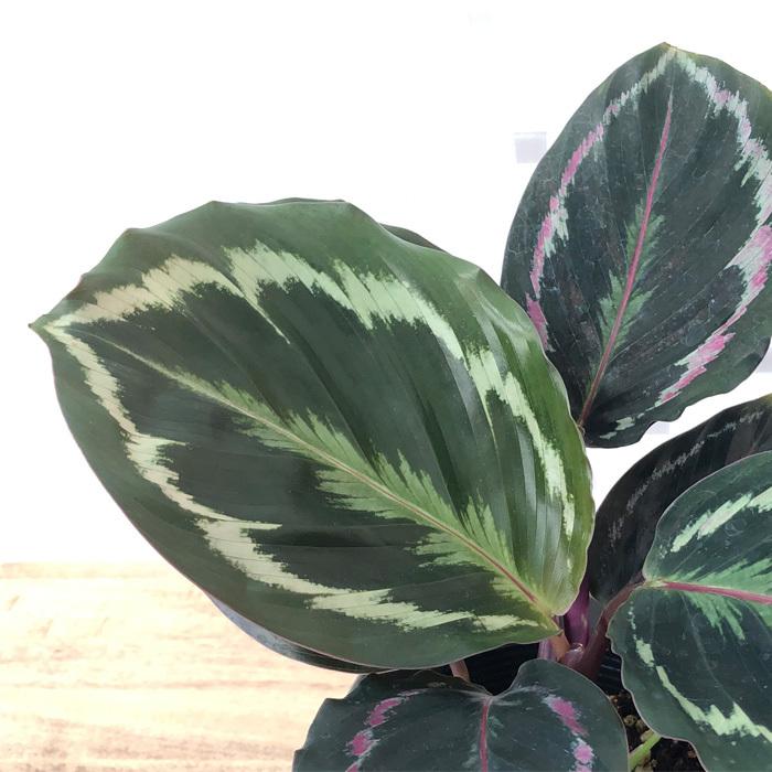 最大59 オフ カラテア メダリオン 観葉植物 4号鉢 インテリア おしゃれ Wantannas Go Id
