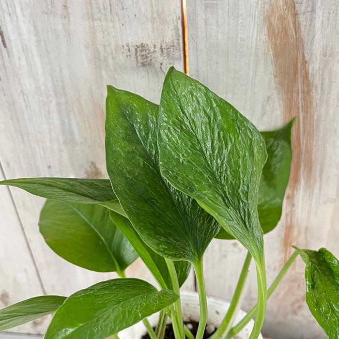 観葉植物 ポトス テルノ No.013 リンダ 小型 小さい 室内 贈り物