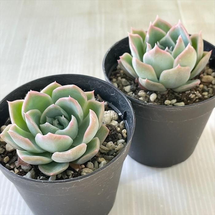 日本花キ流通 多肉植物 skエケベリア クイーンセンセ エケベリア 日本花キ流通 多肉植物 skエケベリア クイーンセンセ エケベリア