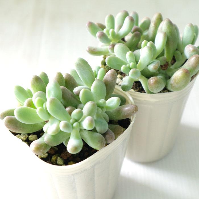 日本花キ流通 多肉植物 sbセダム 恋心 多肉植物 セダム 7.5cmポット