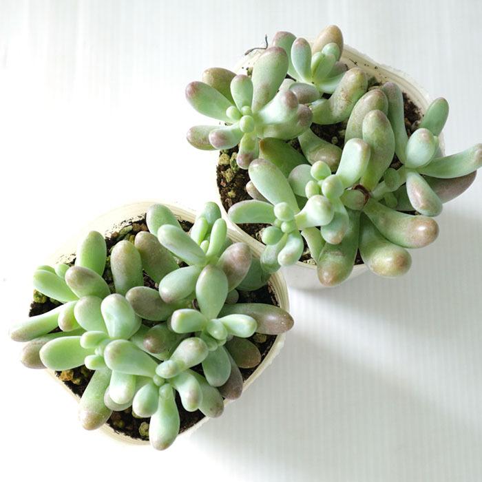 日本花キ流通 多肉植物 sbセダム 恋心 多肉植物 セダム 7.5cmポット
