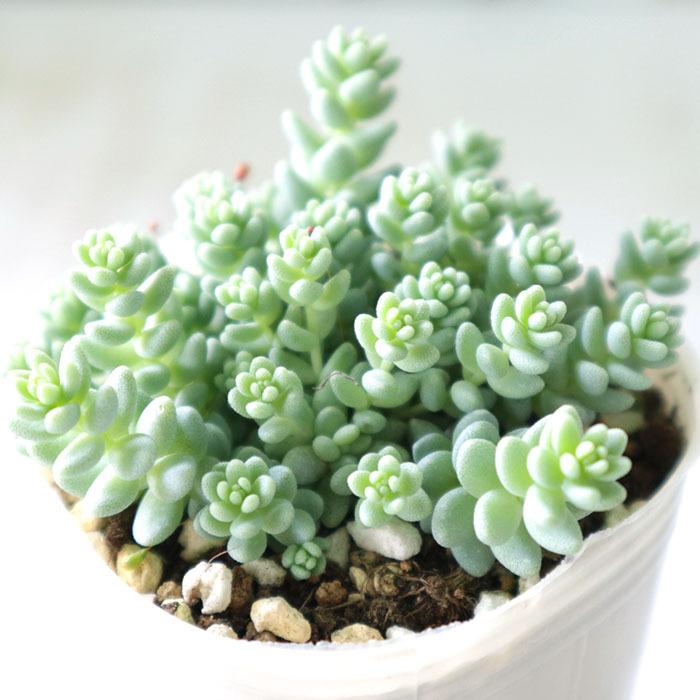 日本に 多肉植物 恋心 7 5cmポット苗