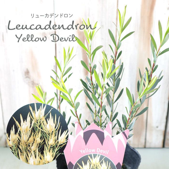日本花キ流通 予約販売 リューカデンドロン イエローデビル 13.5cm