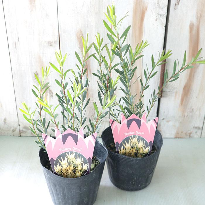 日本花キ流通 予約販売 リューカデンドロン イエローデビル 13.5cm