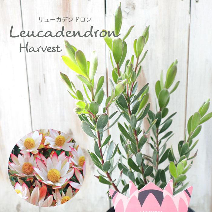 日本花キ流通 予約販売 リューカデンドロン ハーベスト 13.5cmポット