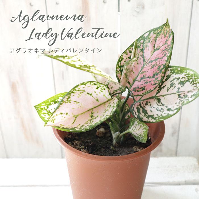 海外 アグラオネマ レディバレンタイン 4号鉢 観葉植物 インテリア おしゃれ Aynaelda Com