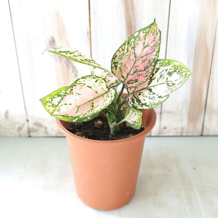 海外 アグラオネマ レディバレンタイン 4号鉢 観葉植物 インテリア おしゃれ Aynaelda Com