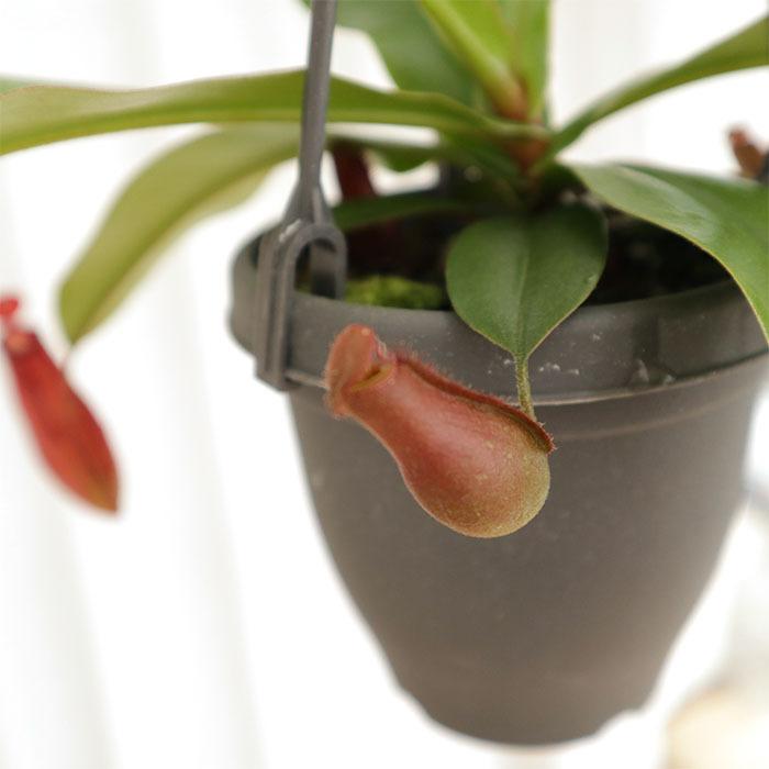も*こ様 観葉植物　ネペンテス　ランタン吊り鉢　ハンギングスタイル　食虫植物 も*こ様 観葉植物 ネペンテス ランタン吊り鉢 ハンギング