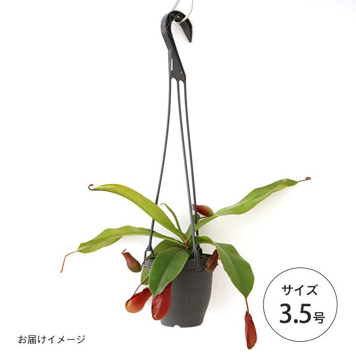 も*こ様 観葉植物　ネペンテス　ランタン吊り鉢　ハンギングスタイル　食虫植物 観葉植物 おしゃれ 食虫植物：ウツボカズラ・アラータ