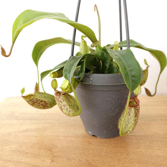 日本花キ流通 ネペンテス フーケリアナ 食虫植物 3.5号鉢 吊り鉢