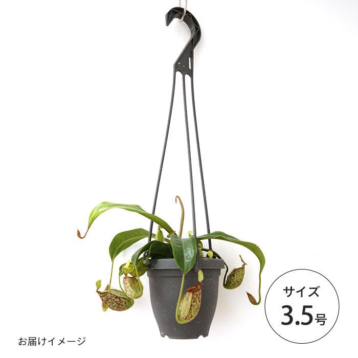 日本花キ流通 ネペンテス フーケリアナ 食虫植物 3.5号鉢 吊り鉢