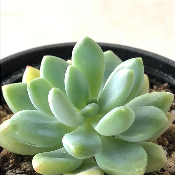 多肉植物 Hmエケベリア オレンジボール 多肉植物 エケベリア 6cmポット Z フラワーネット日本花キ流通 通販 Yahoo ショッピング