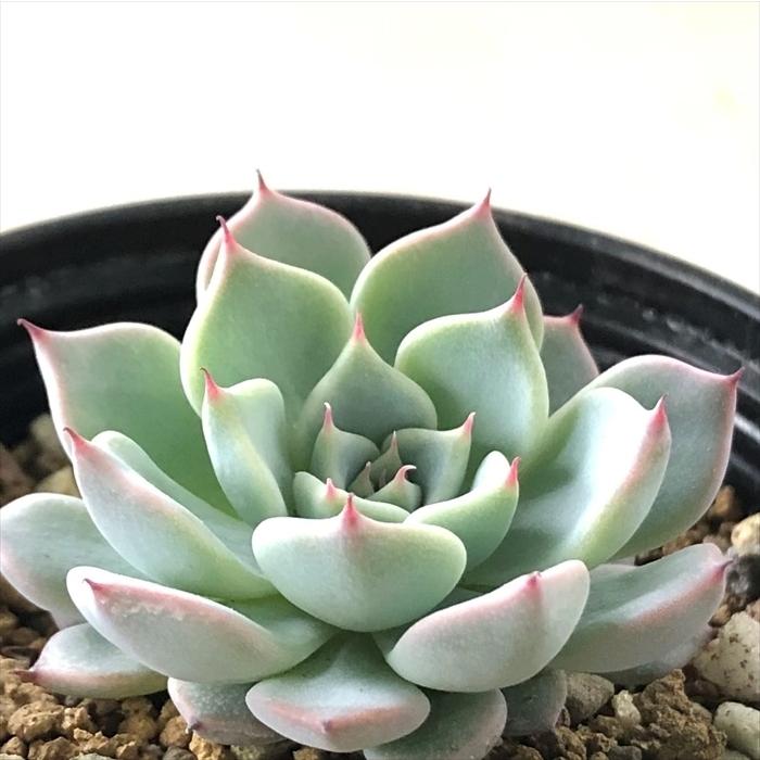 日本花キ流通 多肉植物 hxエケベリア 黒爪ザラゴーサ×沙羅姫牡丹 多肉