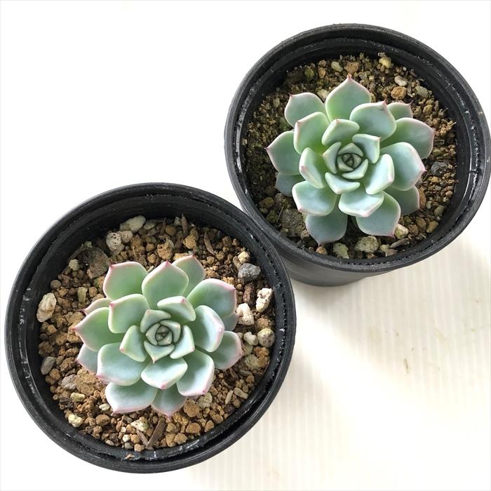 日本花キ流通 多肉植物 hxエケベリア 黒爪ザラゴーサ×沙羅姫牡丹 多肉