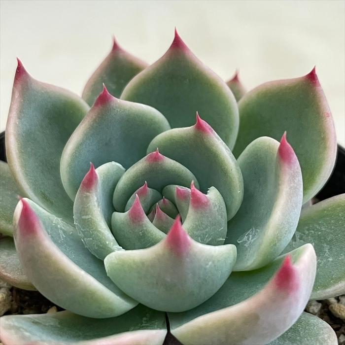 日本花キ流通 多肉植物 skエケベリア 下山コロラータ エケベリア 日本花キ流通 多肉植物 skエケベリア 下山コロラータ エケベリア