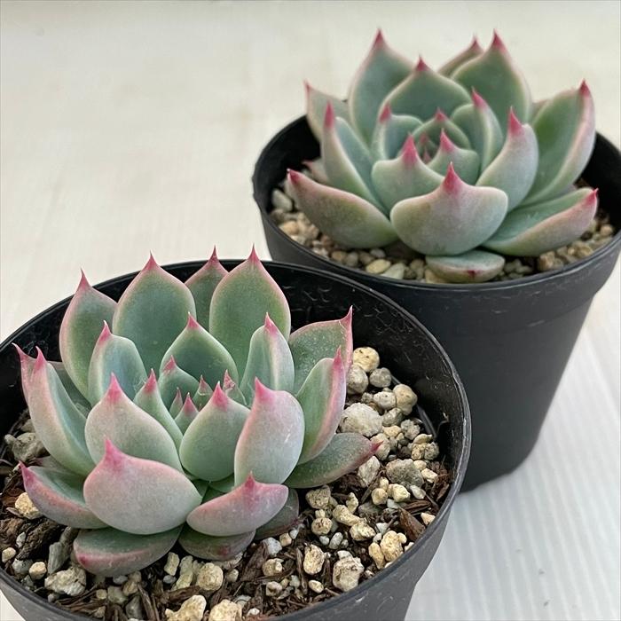 日本花キ流通 多肉植物 skエケベリア 下山コロラータ エケベリア 日本花キ流通 多肉植物 skエケベリア 下山コロラータ エケベリア