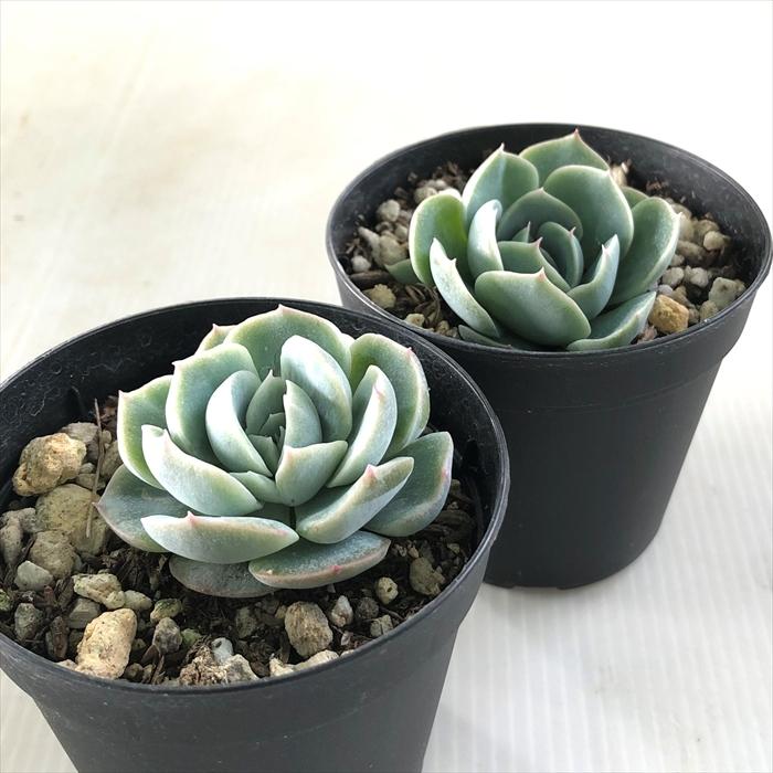 日本花キ流通 多肉植物 skエケベリア レモンベリー×チワワエンシス