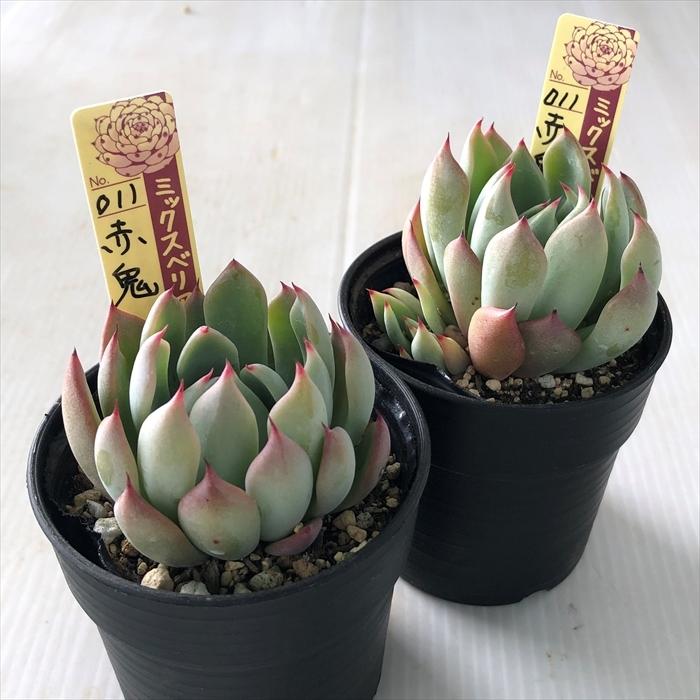 多肉植物 oriミックスベリア No.011 赤鬼 おらいさん苗 送料無料 多肉植物 oriミックスベリア No.011 赤鬼 おらいさん苗 送料無料