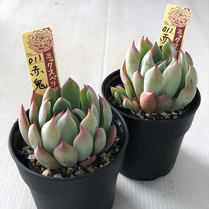 グレーと赤の多肉植物 中型*3 楽天市場】多肉植物 赤（観葉植物｜花・観葉植物）：花